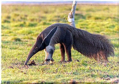 Anteater looking for food