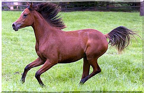 Arabian horse, intelligence and elegance