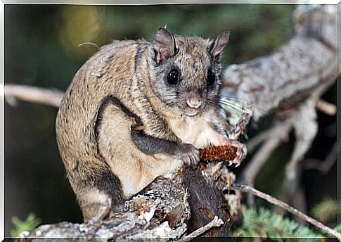 Flying squirrel on a branch