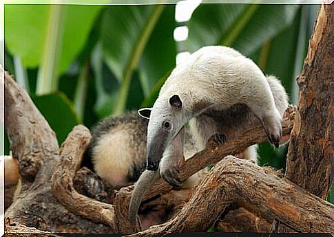 Anteater bears are hiding in the branches