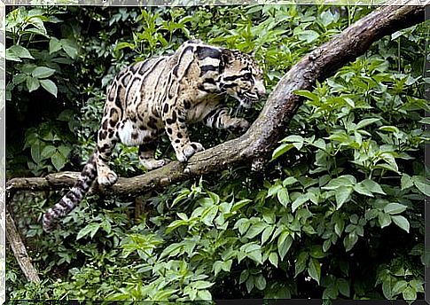 Clouded leopard walks on a branch in the jungle