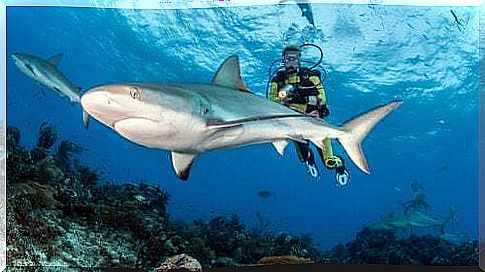 Are shark diving dangerous?