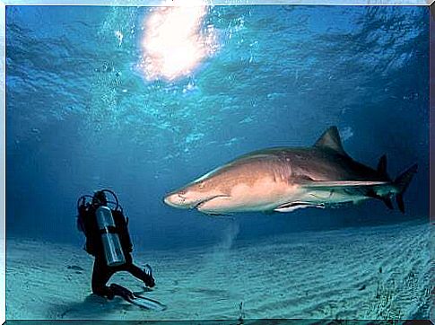 Swim with sharks