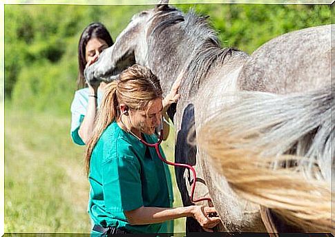 Artificial insemination of the mare