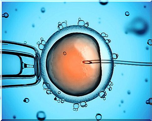 the process of artificial insemination of the bitch seen under the microscope