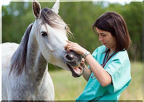 Veterinarian examines the teeth of a white horse