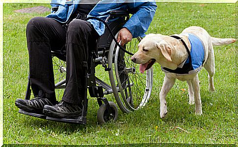 Assisted therapy with dogs: here are the advantages