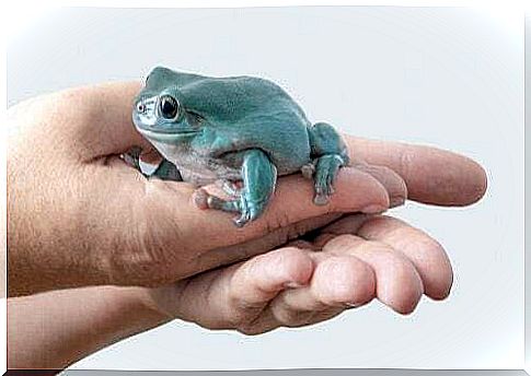 Australian cerulean tree frog: a very tender amphibian