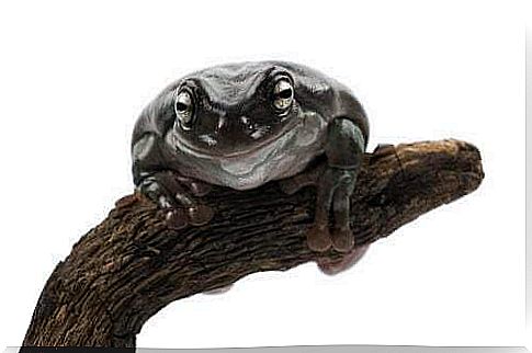 Cerulean tree frog on a branch.