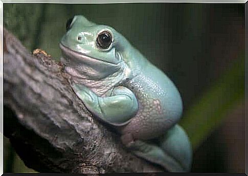 Litoria caerulea.