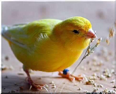 Basic tips for feeding a canary