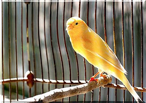 canary in the cage on a perch