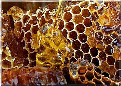 Honey from the hive