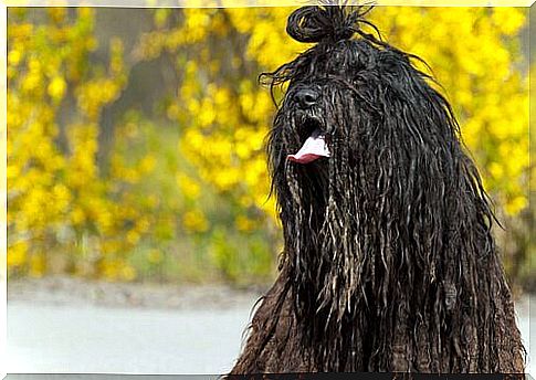 Bergamasco, the shepherd dog of the Alps