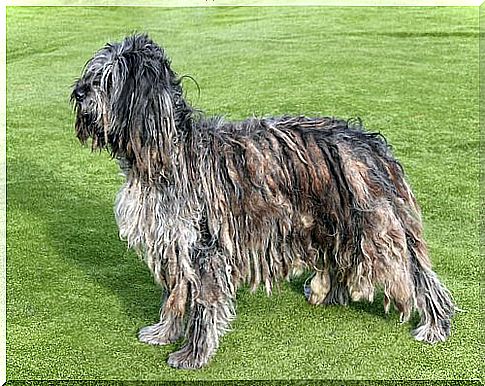 profile of a Bergamasco Shepherd Dog on a meadow