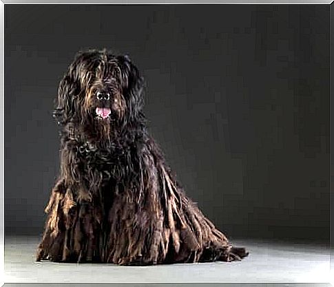 a sitting black Bergamo Shepherd Dog 