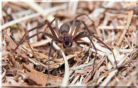 a violin spider walks among the brushwood