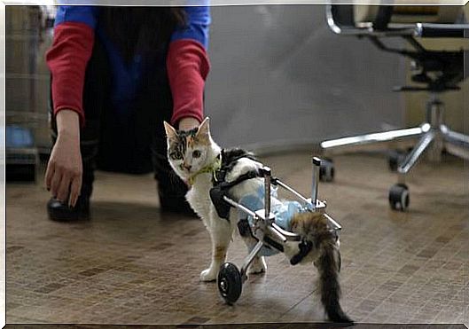 gatto con zampe bioniche