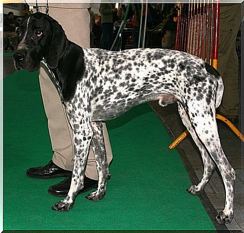 un Bracco blu d'Auvergne durante una mostra canina