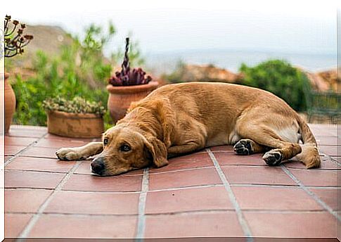 Brown vomit in dogs: everything you need to know