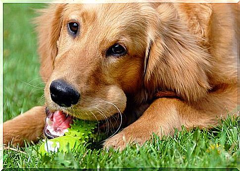 a large dog bites a green toy