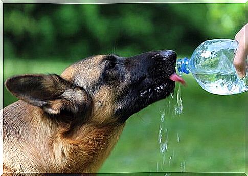 master gives his German shepherd a drink