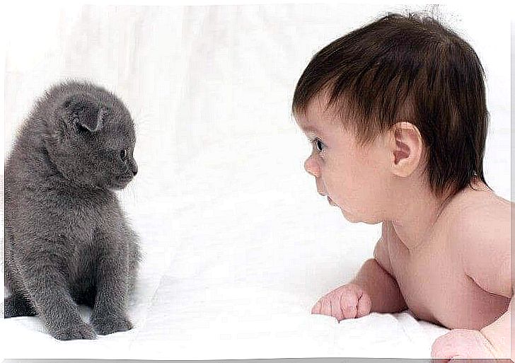 Can cats and babies get along?