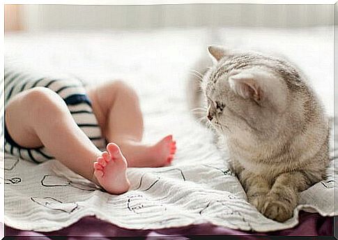 baby sleeps next to a cat