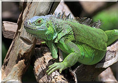 Iguana on branch.