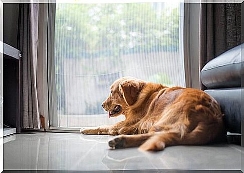 a reclining golden retriver looks out the window