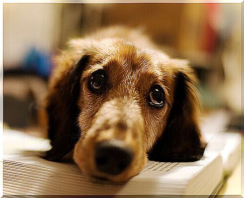 un cagnolino dagli occhi tristi