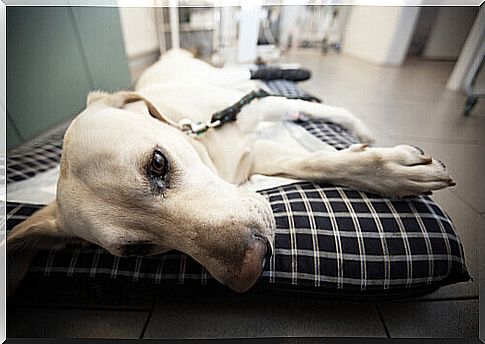 dog at the vet suffers from canine babesiosis