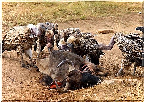 Carcasses of cattle, the feast of birds of prey