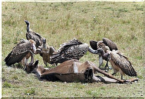 Vultures and carcass