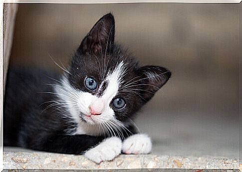 black and white kitten