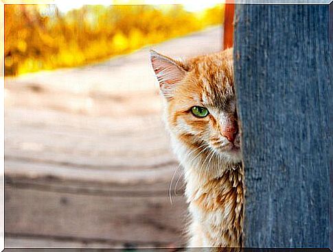 a cat is hiding behind a pole