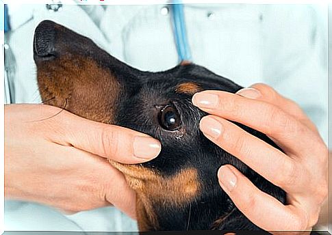 Veterinarian does an eye check of a dog