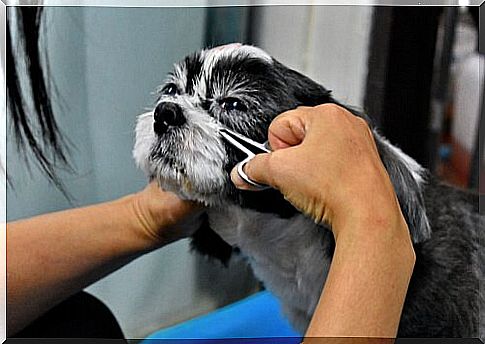 Mistress shortens the hair around a dog's eyes