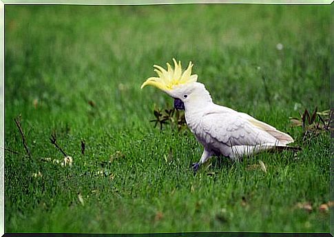 Cockatoo walks on a meadow