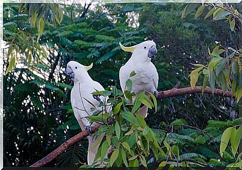 Pair of white cockatoos in the forest