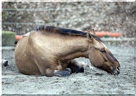 Ground horse suffers from colic.