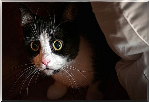 Conflicting behaviors in cats: fear, phobia and anxiety