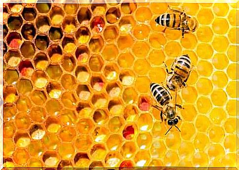 Cooperation in kind and the work of bees