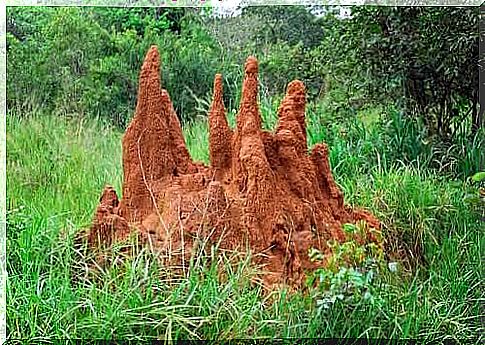 Mountain of land created by termites