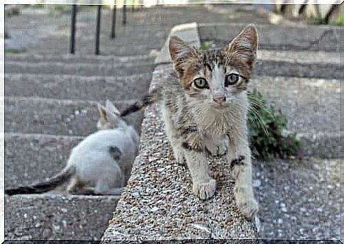 Coronavirus: fine for those who feed stray cats?