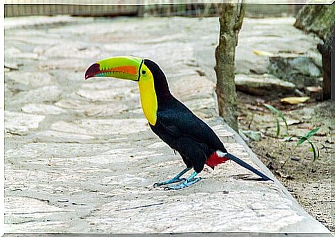 Creating the right environment for exotic birds