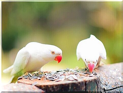 two white parakeets peck seeds on a palm tree