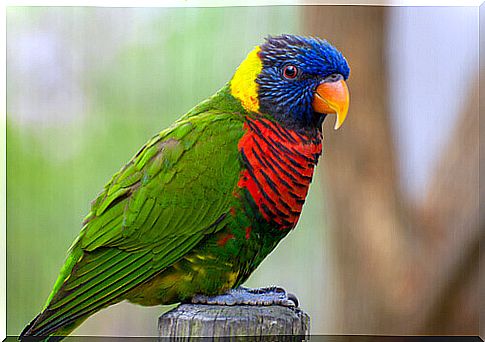 a multicolored parrot rests on a log