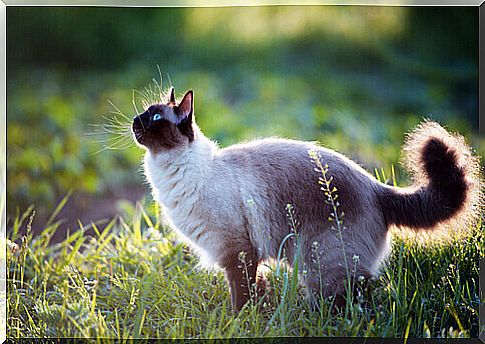 Curiosities about cats