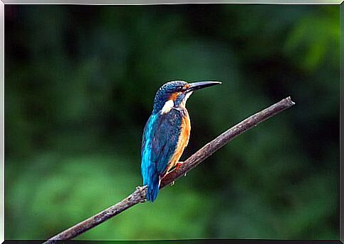 Curiosities about the kingfisher